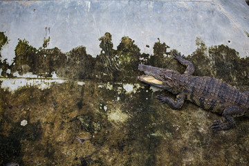 Krokodil