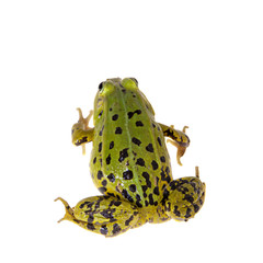 Fototapeta premium Green Pool Frog on white, Pelophylax lessonae
