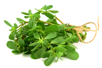 Purslane or Semizotu Traditional European, French, Mexican, Asian and Turkish Salad Snack. Also Wild Portulaca Oleracea, Common Purslane, Verdolaga, Red Root, Pursley. Isolated on White Background.
