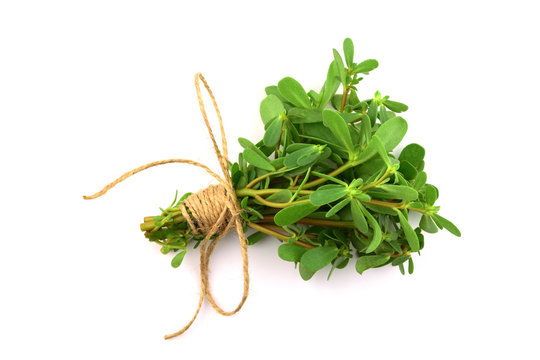 Purslane or Semizotu Traditional European, French, Mexican, Asian and Turkish Salad Snack. Also Wild Portulaca Oleracea, Common Purslane, Verdolaga, Red Root, Pursley. Isolated on White Background.