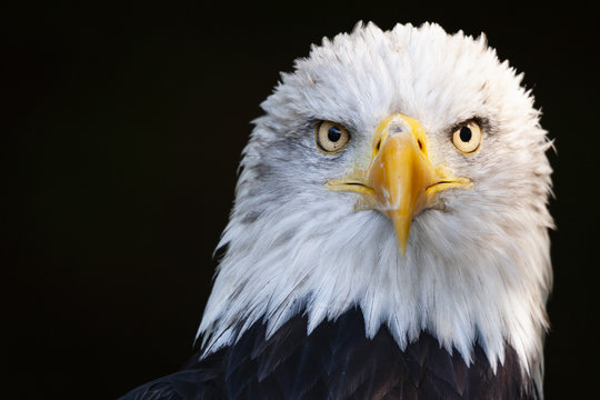Close up portrait of a surprised bald eagle (Haliaeetus leucocephalus)
