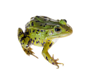 Green Pool Frog on white, Pelophylax lessonae
