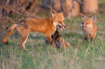 Fototapeta na wymiar Red fox kits