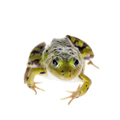 Green Pool Frog on white, Pelophylax lessonae