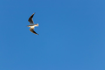 mouette sur ciel bleu
