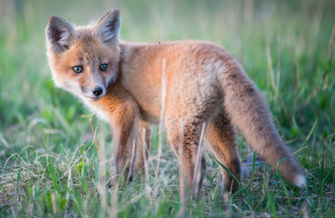 Naklejka na ściany i meble Red fox kits