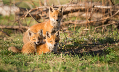 Red fox kits