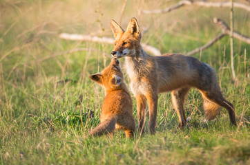 Red fox kits