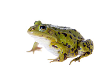 Green Pool Frog on white, Pelophylax lessonae