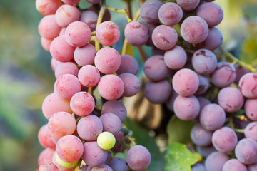 cluster of grapes at sunset in autumn harvest, Vineyards 