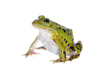 Green Pool Frog on white, Pelophylax lessonae