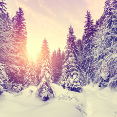 Wonderful winter landscape. snowcovered pine tree under sunlight. overcast colorful clouds, glowing in sunlight. christmas holiday concept. picturesque amazing scene. instagram filter. postcard.