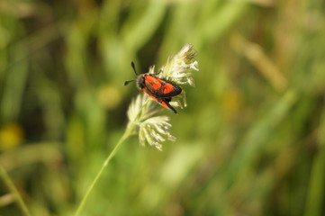 insecte macro