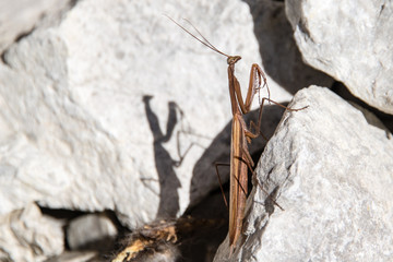 Brown mantis on the white background