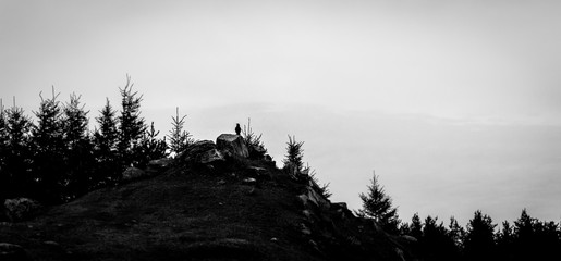 Roche. Corbeaux © VIrgile