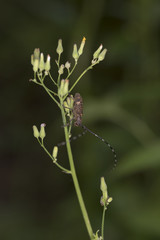 ヒメヒゲナガカミキリ