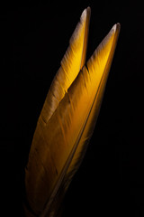 feathers, colored parrot feathers