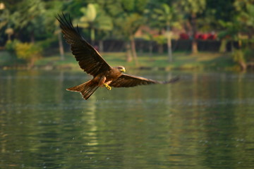 Flying birds near Republic of Congo-Goma/Gisenyi