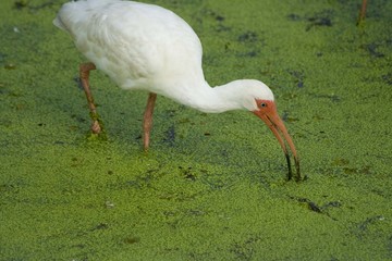 Ibis bird feeding in green algae pond