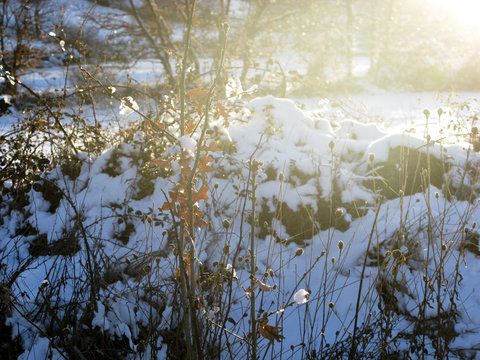 BOSQUE NEVADO ALTA MONTA&Ntilde;A