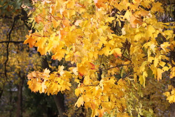 autumn leaves on tree