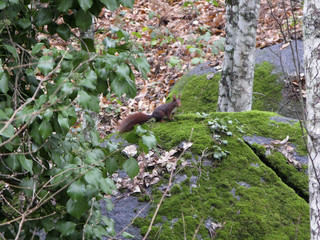ARDILLA EN EL BOSQUE