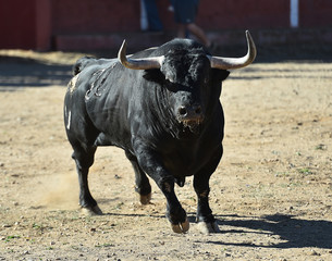 toro en españa