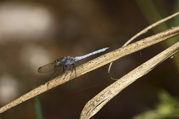 Libelula azul sobre hoja 1