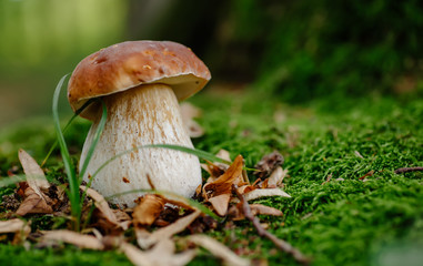 Mushroom in forest Porcino, bolete, boletus.White mushroom on green background.Natural white mushroom growing in a forest.