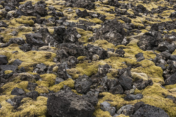 Londrangar Moss and Rocks