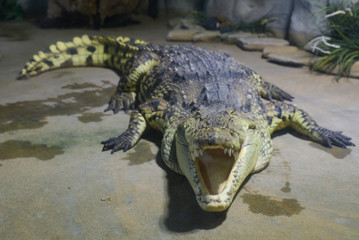 Siamese crocodile (Crocodylus siamensis) in the zoo