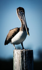 Pelican on a pillar