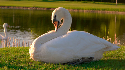 Beautiful white swan on green meadow. White swan pecking feathers on lake background. Wild graceful bird.