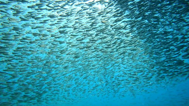 Shoal of fish underwater shimmering light show, Fethiye, Turkey
