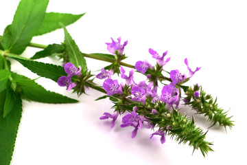Stachys Medicinal and Culinary Herb Plant. Also Hedgenettle, Heal-All, Self-Heal, Woundwort, Wood...