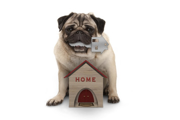 happy pug puppy dog with house key sitting down with miniature house, isolated on white background
