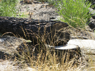BOSQUE QUEMADO INCENDIO