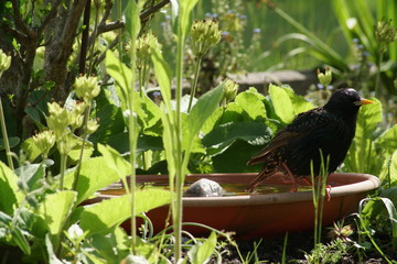 Amsel an Tränke 01