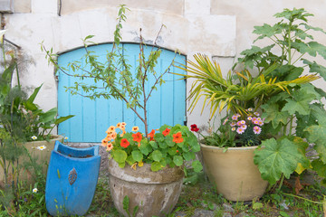 Plants in pots outdoor in France