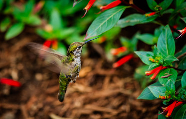 Anna's Hummingbird