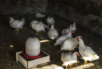 Small chickens near a chicken feeder