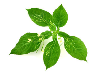 Impatiens Parviflora Medicinal and Culinary Herbal Plant. Also Known as Small Balsam or Small-Flowered Touch-Me-Not, family Balsaminaceae. Isolated on White Background.