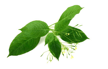 Impatiens Parviflora Medicinal and Culinary Herbal Plant. Also Known as Small Balsam or Small-Flowered Touch-Me-Not, family Balsaminaceae. Isolated on White Background.