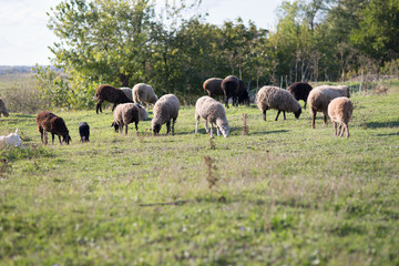 Sheep on the field