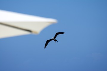 seagull flying in the sky