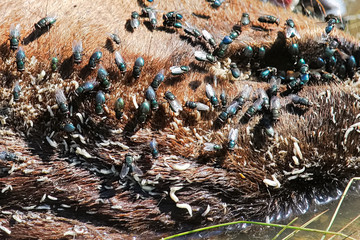 A closeup shot of flies and maggots on fur