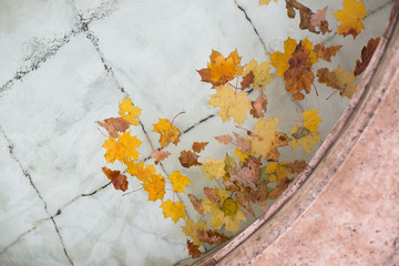 Fallen different colourful leaves floating in swimming pool water (fountain), top view.