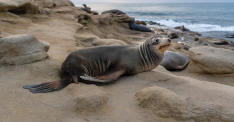 seal on the beach © David Levin