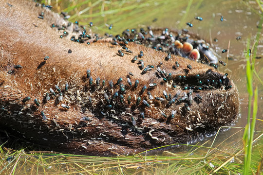 The snot and teeth of a dead ungulate with flies and maggots