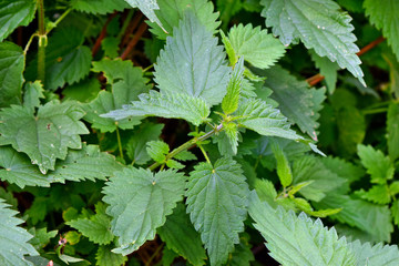 Nettle plant in the wild garden